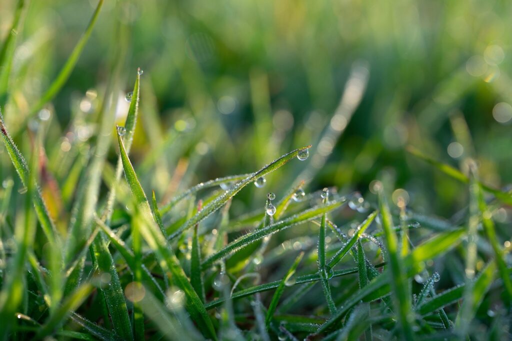 spring, morning dew, morning-4062467.jpg